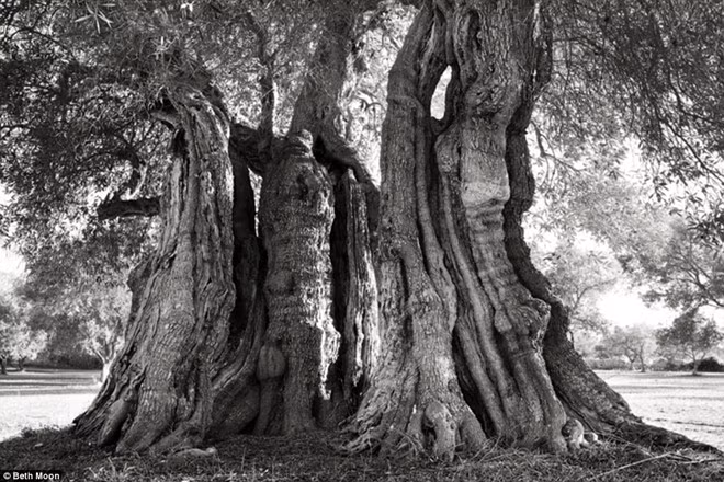 hinh anh ma mi ve nhung loai cay gia nhat the gioi