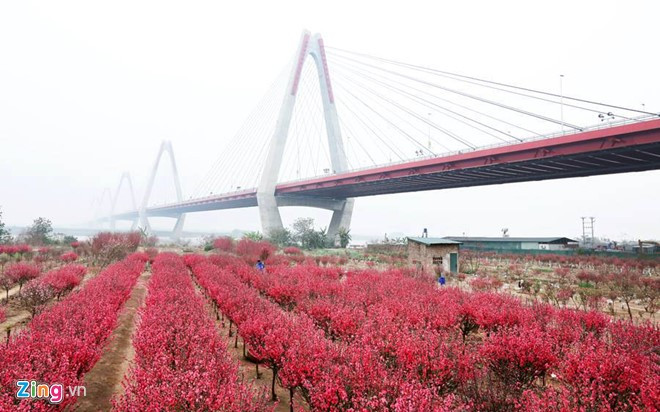 anh dep hoa xuan tren cac mien to quoc