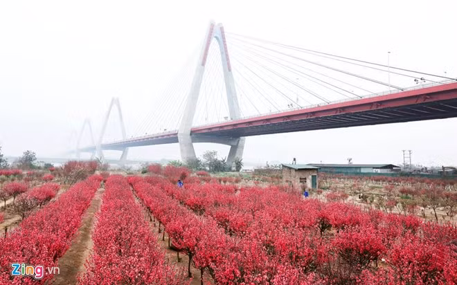 anh dep hoa xuan tren cac mien to quoc