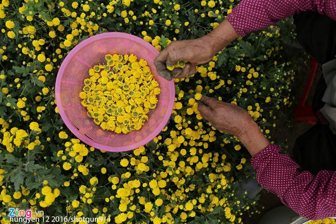 anh dep hoa xuan tren cac mien to quoc