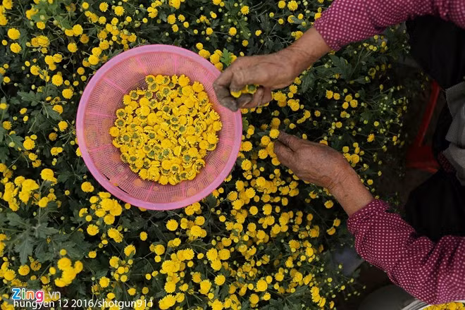anh dep hoa xuan tren cac mien to quoc