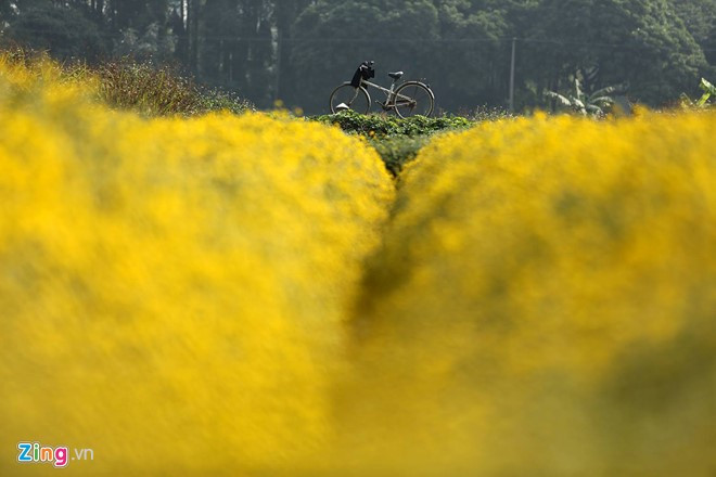 anh dep hoa xuan tren cac mien to quoc