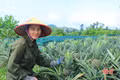 Mướt mắt mô hình trồng dứa trên vườn đồi Kim Hoa