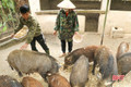 Lợn rừng đắt hàng dịp Tết, nông dân Hà Tĩnh tất bật chăm đàn