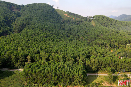 Hà Tĩnh chuyển đổi gần 18 ha rừng triển khai 2 dự án