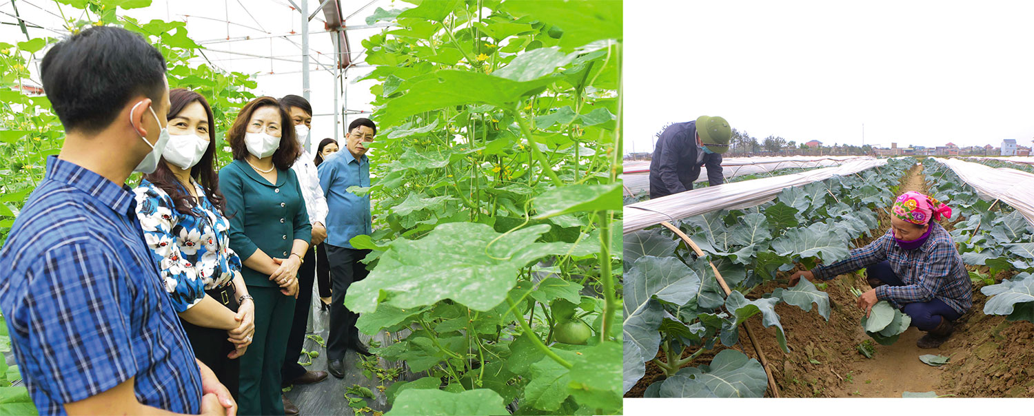 Thành Sen nhớ mãi lời Người ảnh 16 Thành Sen nhớ mãi lời Người