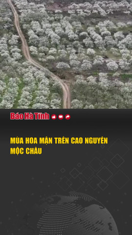 Mùa hoa mận trên cao nguyên Mộc Châu