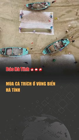 Mùa cá trích ở vùng biển Hà Tĩnh