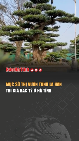 Vườn tùng la hán trị giá bạc tỷ ở Hà Tĩnh có gì đặc biệt?