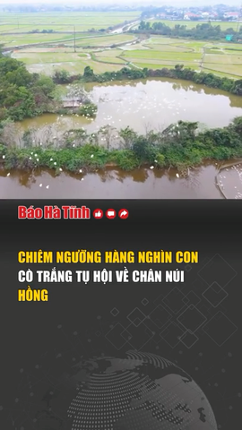 Chiêm ngưỡng hàng nghìn con cò trắng đậu kín vườn cây ở Hồng Lĩnh