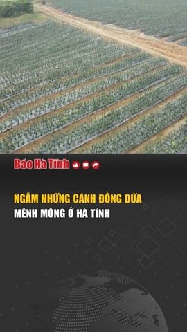 Ngắm những cánh đồng dứa mênh mông ở Hà Tĩnh