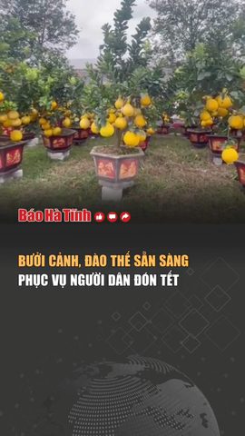 Bưởi cảnh, đào thế sẵn sàng phục vụ người dân đón Tết