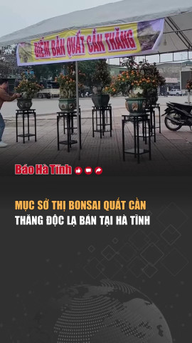 Mục sở thị bonsai quất cần thăng độc lạ bán tại Hà Tĩnh