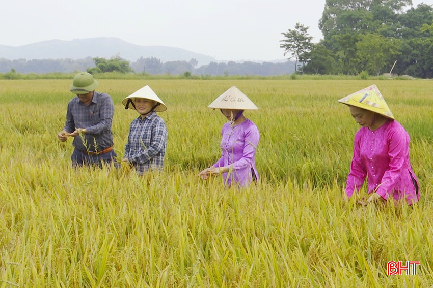 Năng suất lúa hữu cơ liên kết với Tập đoàn Quế Lâm dự kiến đạt 6 tấn/ha bqbht_br_1-8410.jpg