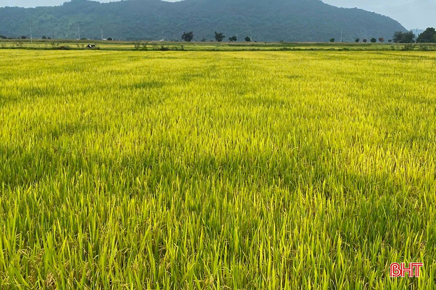 In the 2025 spring crop, Xuan Vien commune will restructure more than 32 hectares of Hana rice variety No. 7. bqbht_br_6.jpg