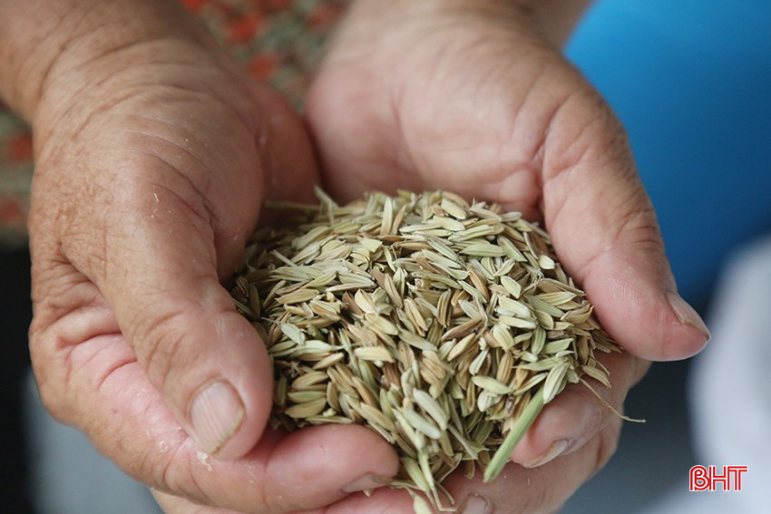 High rate of empty grains reduces spring rice yield. bqbht_br_4.jpg