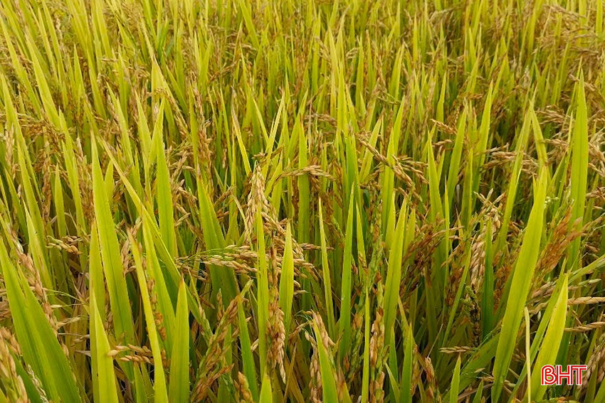 During harvest, Hana rice variety No. 7 has short panicles and does not bow. bqbht_br_3.jpg