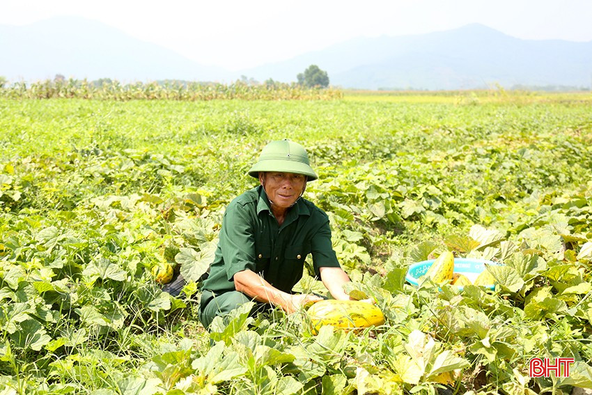 Ông Phan Văn Du ở thôn Vân Thanh Bắc bám đồng thu hoạch dưa bở đầu mùa. bqbht_br_2.jpg