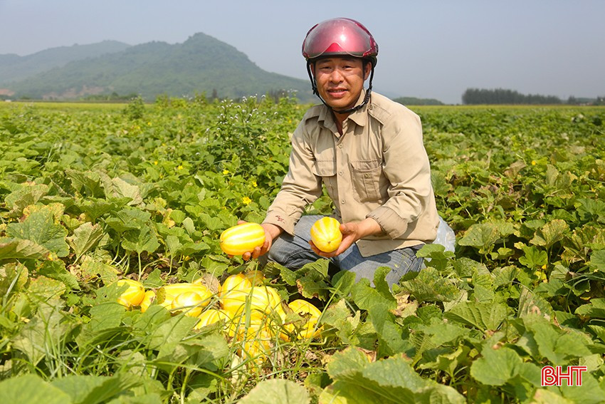 Nông dân phấn khởi thu hoạch dưa lê vàng Hàn Quốc. bqbht_br_6.jpg
