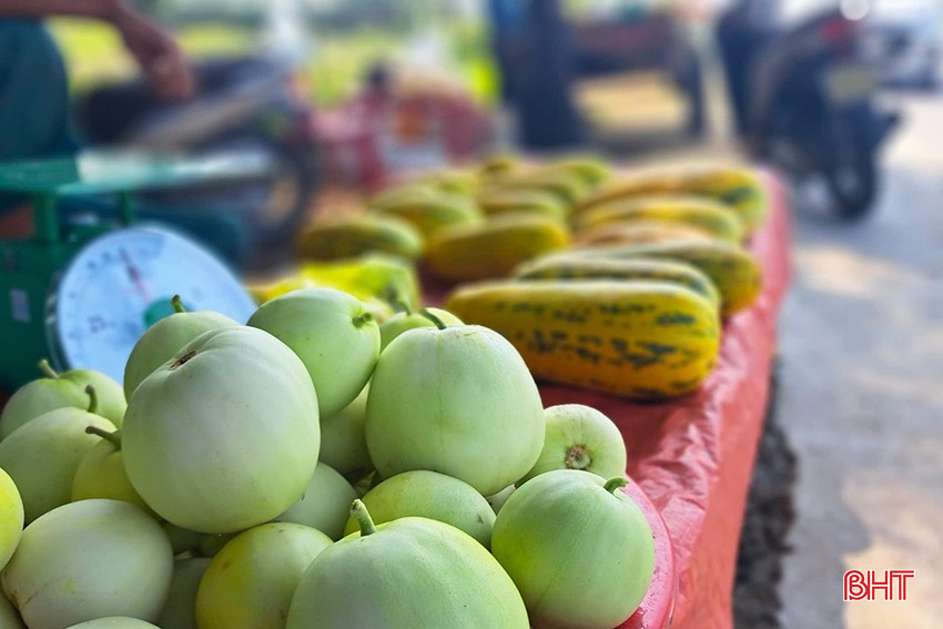 Dưa bở, dưa lê Cổ Đạm hiện được bán với giá 20.000 - 25.000 đồng/kg. bqbht_br_9.jpg