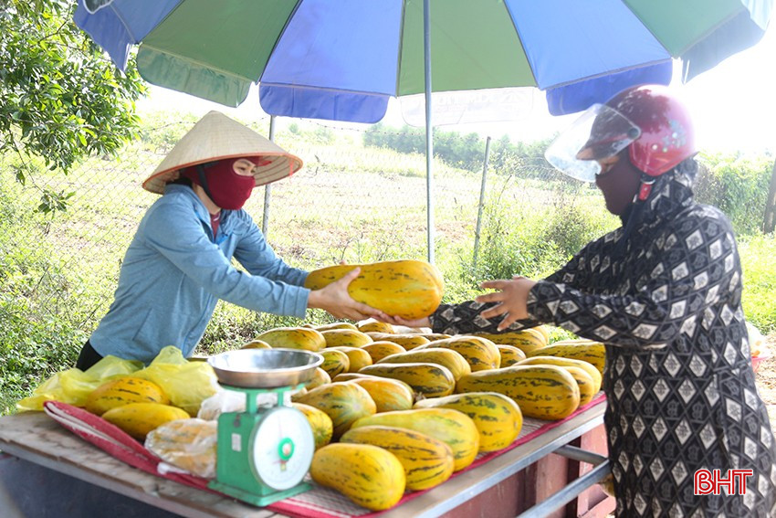 Dưa Cổ Đạm được khách hàng ưa chuộng trong những ngày hè nắng nóng. bqbht_br_8.jpg