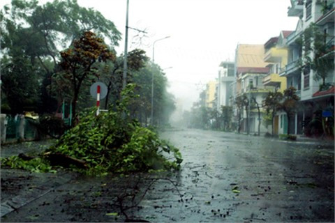 Cây đổ trên đường TP Móng Cái - Quảng Ninh (ảnh: báo Quangninh.com.vn)