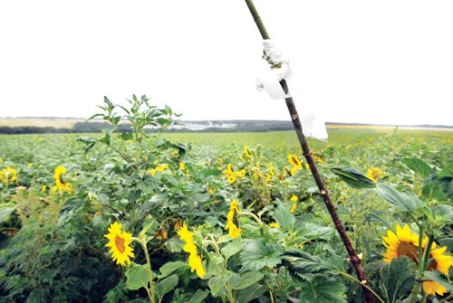 Dải băng trắng được quấn trên cây cọc đánh dấu vị trí thi thể nạn nhân vụ rơi máy bay - Ảnh: AFP