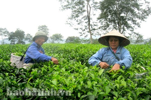 Những đồi chè đang mang lại nguồn thu nhập ổn định cho nhiều hộ dân Hương Trà (Hương Khê)
