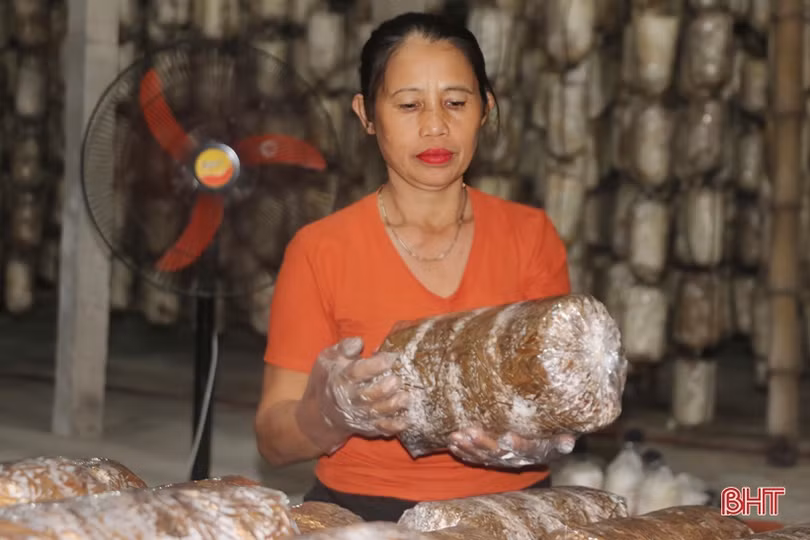 Mạnh dạn đầu tư, cơ sở của bà Sen mỗi năm cung cấp ra thị trường gần 15 tấn nấm