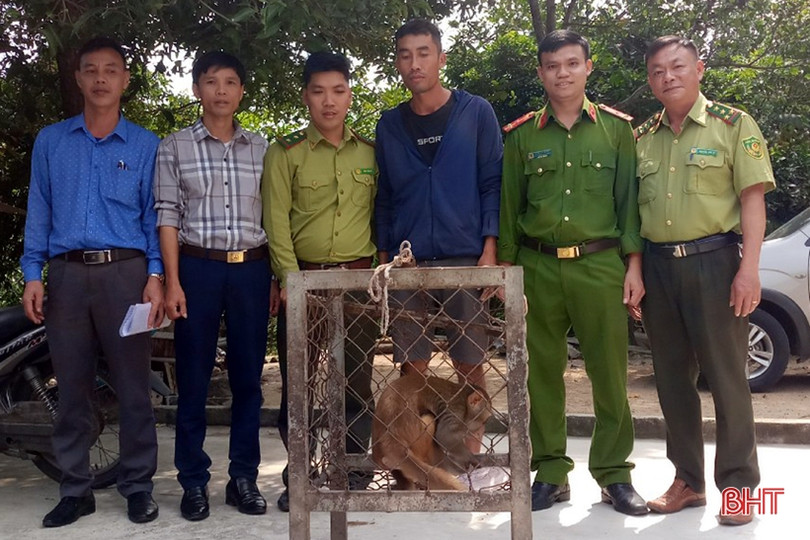 Bàn giao khỉ vàng, khỉ đuôi lợn và trăn đất cho Vườn Quốc gia Vũ Quang