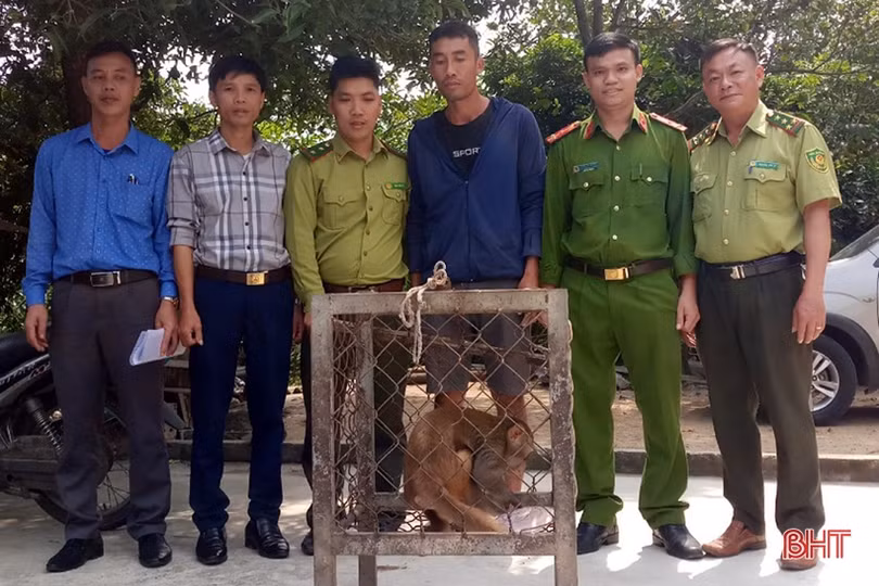 Bàn giao khỉ vàng, khỉ đuôi lợn và trăn đất cho Vườn Quốc gia Vũ Quang
