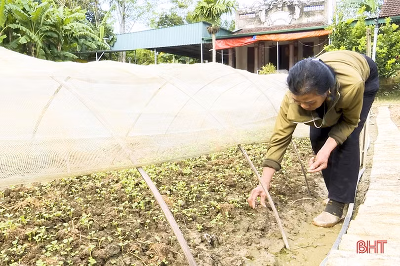 Nông dân vùng lũ Đức Thọ xuống đồng khôi phục sản xuất rau màu vụ đông