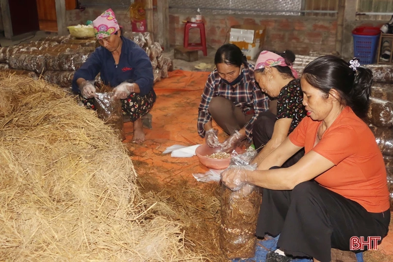 Mạnh dạn đầu tư, cơ sở của bà Sen mỗi năm cung cấp ra thị trường gần 15 tấn nấm