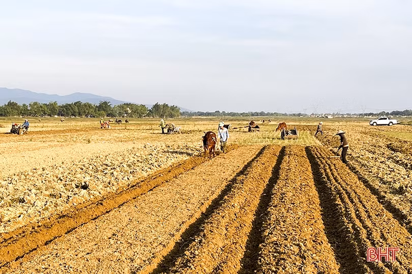 Nông dân vùng lũ Đức Thọ xuống đồng khôi phục sản xuất rau màu vụ đông