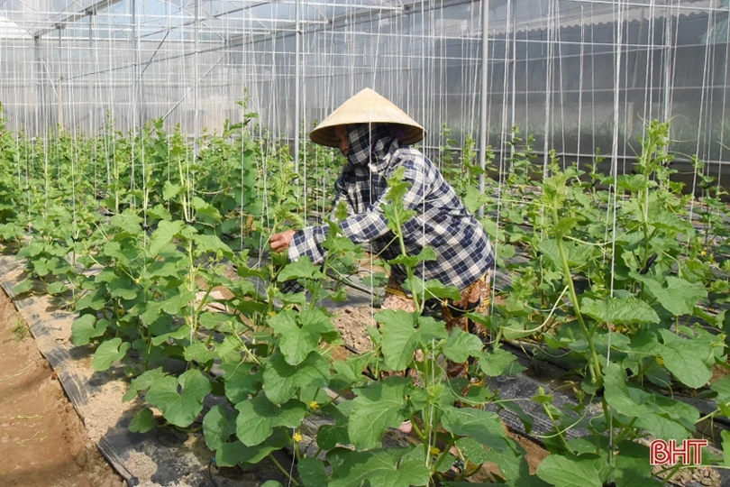 Nông dân Lộc Hà đa dạng hóa cây trồng vụ đông