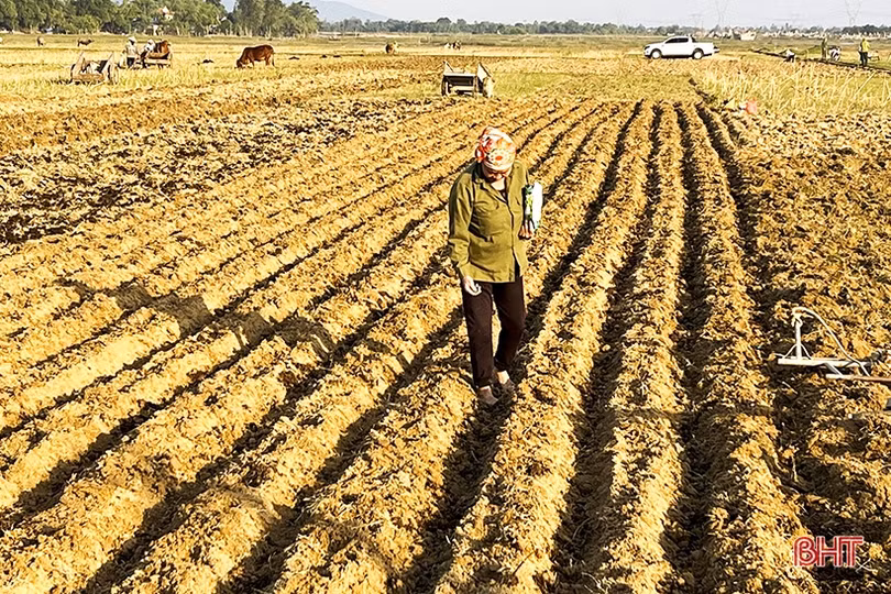 Nông dân vùng lũ Đức Thọ xuống đồng khôi phục sản xuất rau màu vụ đông