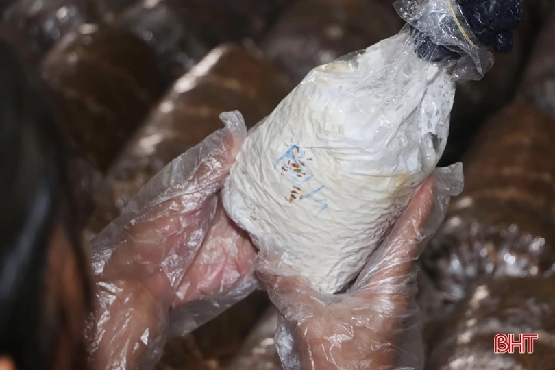 Mạnh dạn đầu tư, cơ sở của bà Sen mỗi năm cung cấp ra thị trường gần 15 tấn nấm