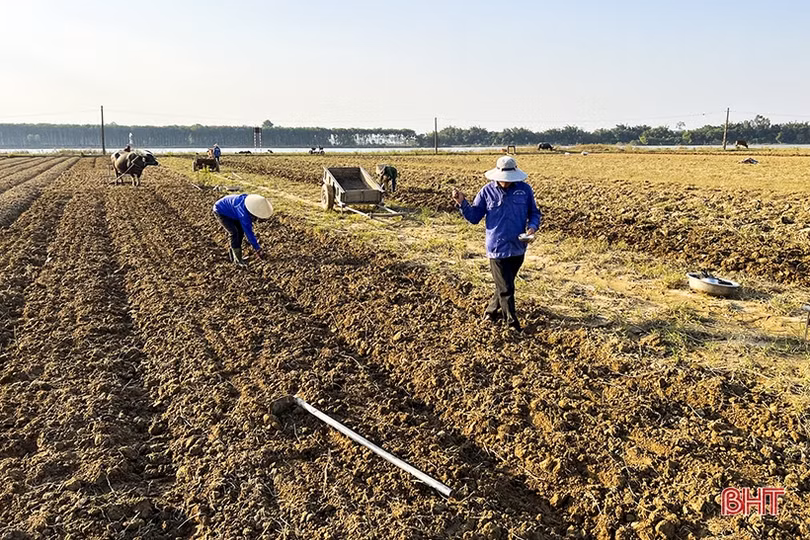 Nông dân vùng lũ Đức Thọ xuống đồng khôi phục sản xuất rau màu vụ đông