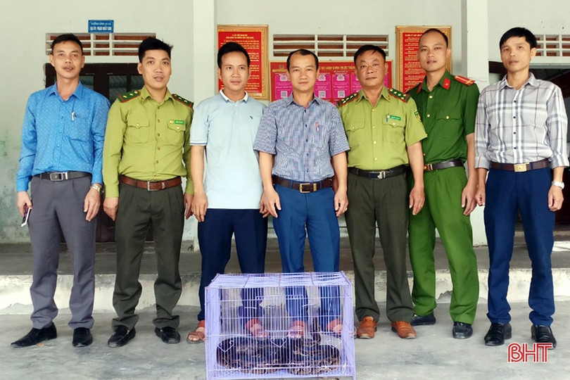 Bàn giao khỉ vàng, khỉ đuôi lợn và trăn đất cho Vườn Quốc gia Vũ Quang