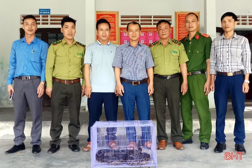 Bàn giao khỉ vàng, khỉ đuôi lợn và trăn đất cho Vườn Quốc gia Vũ Quang