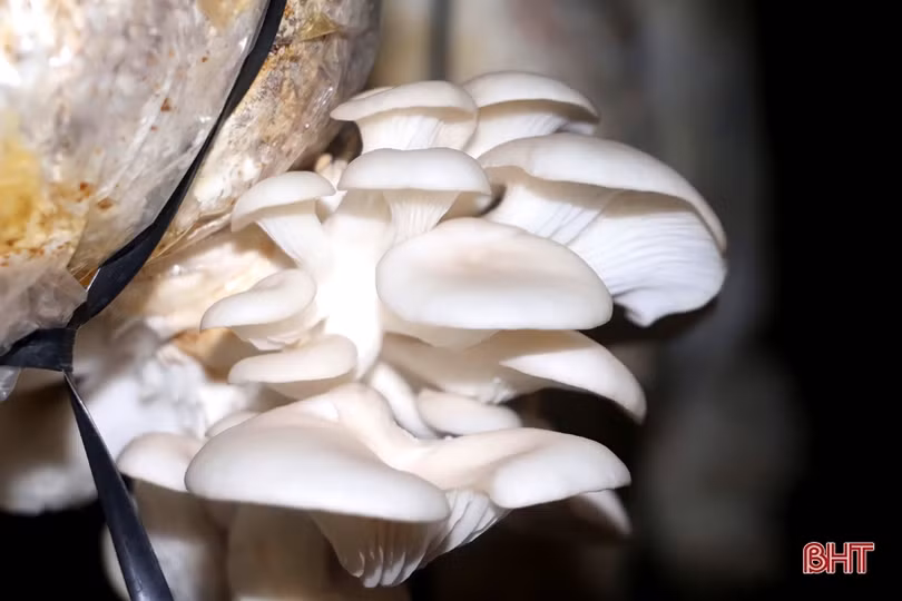 Mạnh dạn đầu tư, cơ sở của bà Sen mỗi năm cung cấp ra thị trường gần 15 tấn nấm