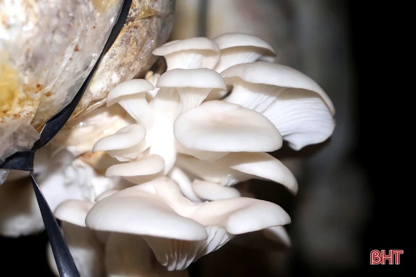 Mạnh dạn đầu tư, cơ sở của bà Sen mỗi năm cung cấp ra thị trường gần 15 tấn nấm