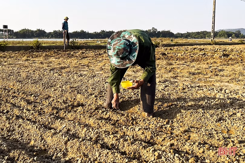 Nông dân vùng lũ Đức Thọ xuống đồng khôi phục sản xuất rau màu vụ đông