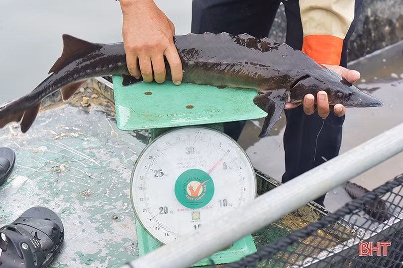 Nuôi cá tầm trên hồ Ngàn Trươi mang lại hiệu quả kinh tế khá cao 