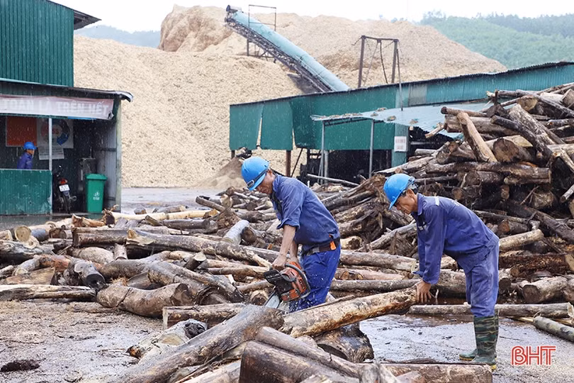 Xuất khẩu dăm gỗ Hà Tĩnh mang về hơn 99 triệu USD