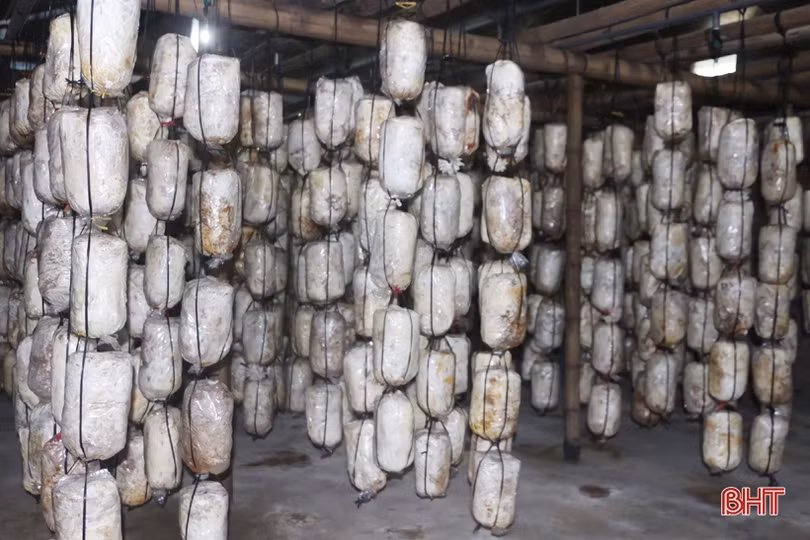 Mạnh dạn đầu tư, cơ sở của bà Sen mỗi năm cung cấp ra thị trường gần 15 tấn nấm
