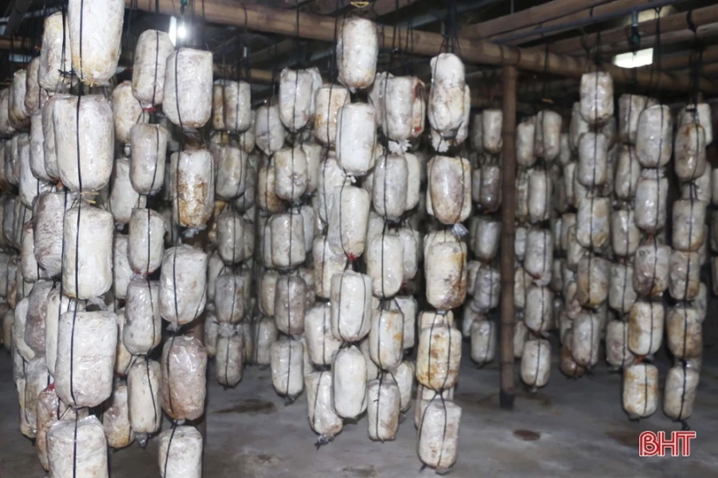 Mạnh dạn đầu tư, cơ sở của bà Sen mỗi năm cung cấp ra thị trường gần 15 tấn nấm