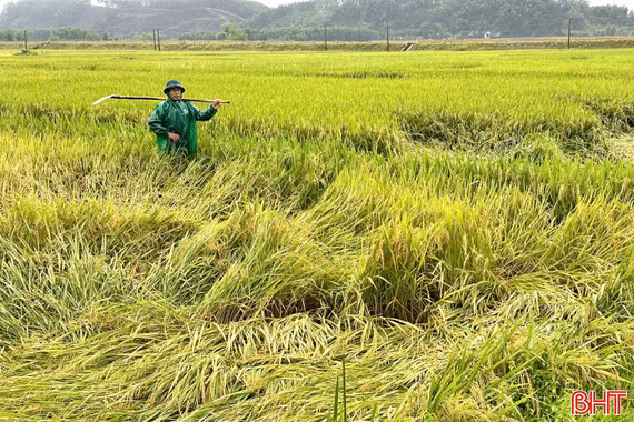 Nhiều diện tích lúa xuân ở Hà Tĩnh đổ ngã do mưa lớn
