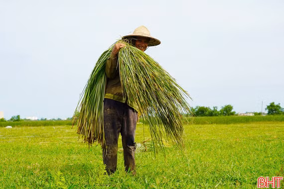 "Ốc đảo" Hồng Lam rộn ràng mùa cói 