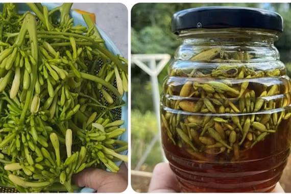 Những lưu ý khi dùng hoa đu đủ đực ngâm mật ong